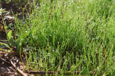 <i>Pilularia globulifera</i>