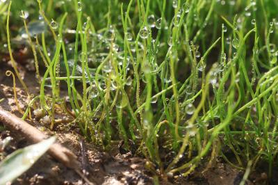 <i>Pilularia globulifera</i>