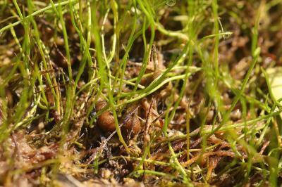 <i>Pilularia globulifera</i>