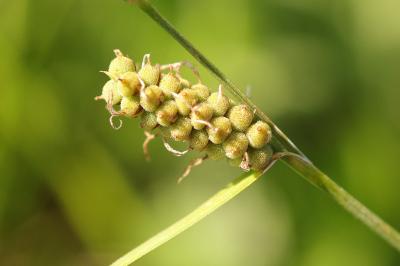 <i>Carex tomentosa</i>