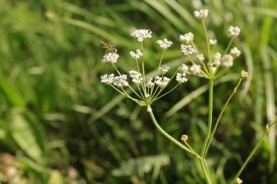 <i>Trocdaris verticillatum</i>