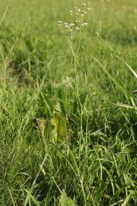 <i>Trocdaris verticillatum</i>