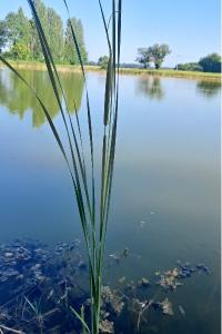 <i>Typha angustifolia</i>