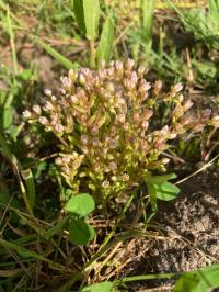 <i>Sedum villosum</i>