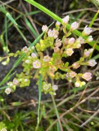 <i>Sedum villosum</i>