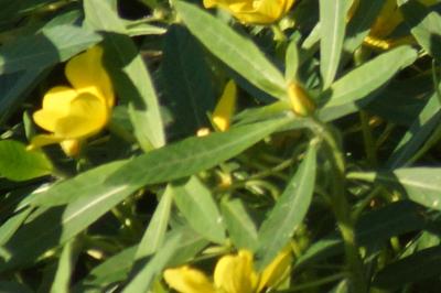<i>Ludwigia peploides/grandiflora</i>