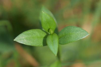 <i>Stellaria alsine</i>