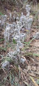 <i>Gnaphalium uliginosum</i>