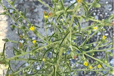 <i>Dittrichia graveolens</i>