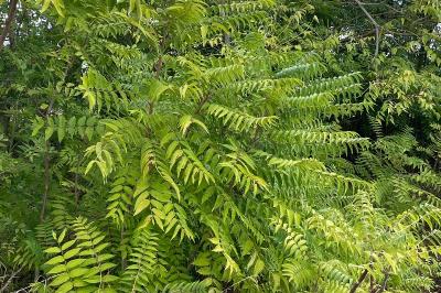 <i>Ailanthus altissima</i>