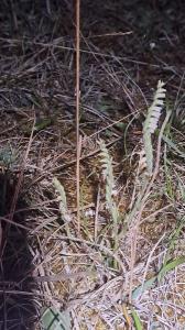 <i>Spiranthes spiralis</i>