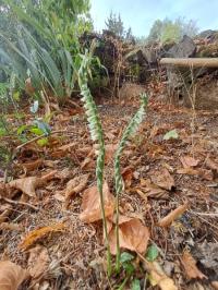 <i>Spiranthes spiralis</i>