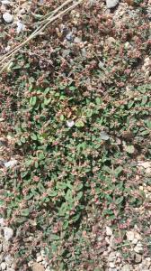 <i>Euphorbia maculata</i>