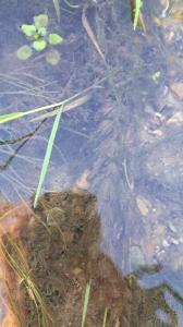<i>Myriophyllum spicatum</i>