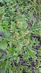 <i>Cyperus eragrostis</i>