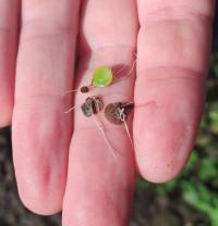 <i>Spirodela polyrhiza</i>