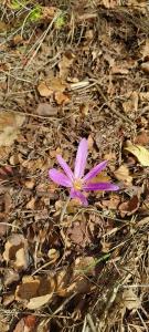 <i>Colchicum autumnale</i>