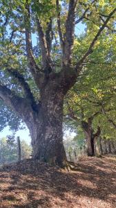 <i>Quercus robur</i>