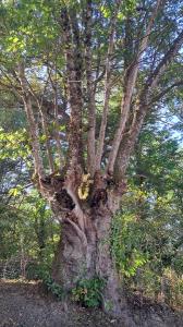 <i>Castanea sativa</i>