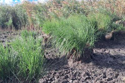 <i>Carex elata</i>