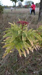 <i>Sambucus ebulus</i>