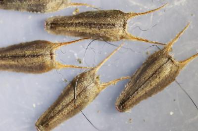 <i>Bidens frondosa</i>