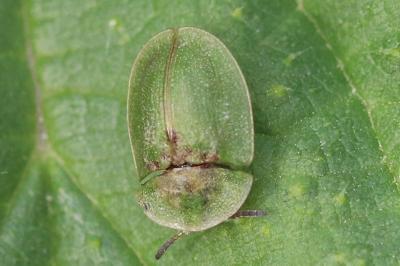 Cassida rubiginosa