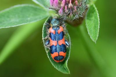 Trichodes alvearius