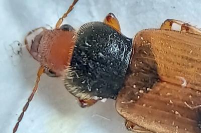 Diachromus germanus