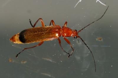 Rhagonycha fulva