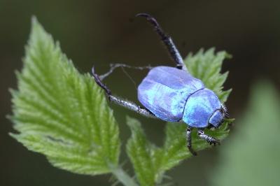 Hoplia coerulea