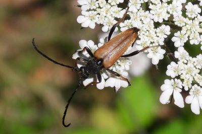 Stictoleptura rubra