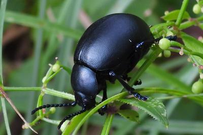 Timarcha tenebricosa