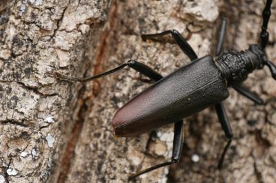 Cerambyx cerdo