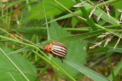 Leptinotarsa decemlineata
