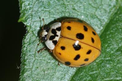 Harmonia axyridis