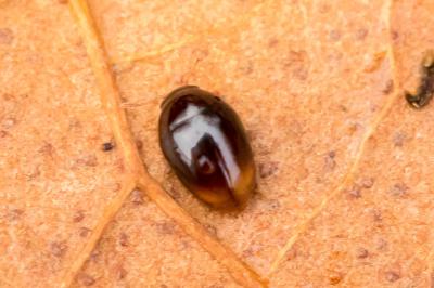 Phalacridae