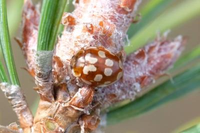 Myrrha octodecimguttata