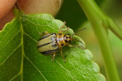 Xanthogaleruca luteola