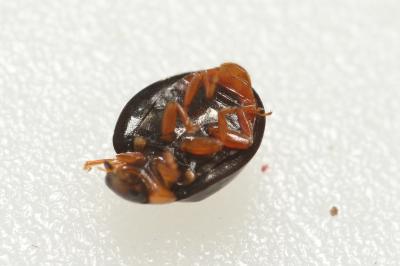 Parexochomus nigromaculatus