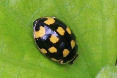 Propylea quatuordecimpunctata