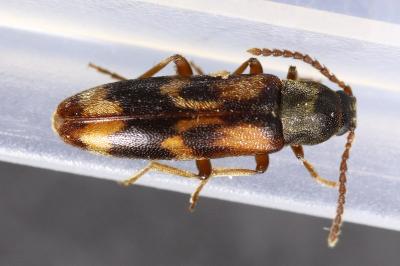 Melandryidae