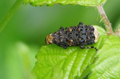 Anthribidae