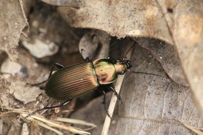 Poecilus cupreus