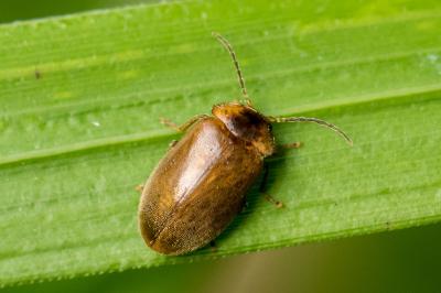 Scirtidae