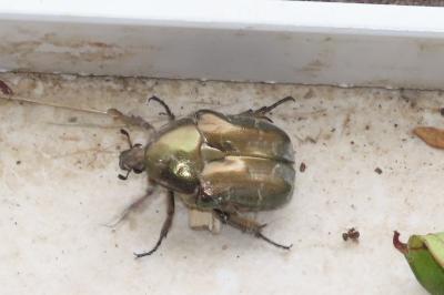 Potosia cuprea
