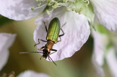 Chrysanthia viridissima