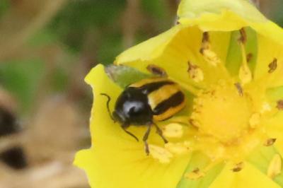 Cryptocephalus vittatus