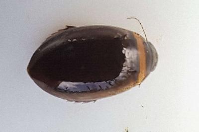 Graphoderus cinereus
