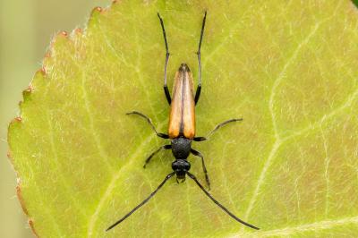 Stenurella melanura
